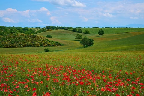 Flower meadow with poppies (Papaver), in the background trees, green hilly fields and a slightly