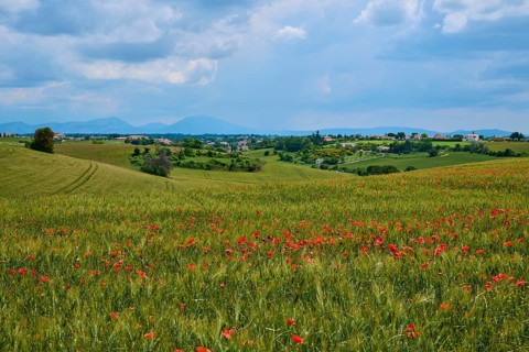 Hilly meadow with poppies (papaver), trees and mountains under an overcast sky, summer, Valensole,