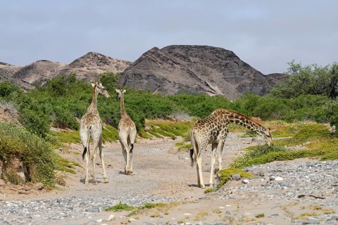 Angola giraffes (Giraffa camelopardalis angolensis) in the Hoanib dry river, Kaokoveld, Kunene