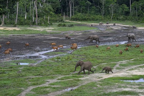 Forest elephants (Loxodonta cyclotis) and bongo antelopes (Tragelaphus eurycerus) in the Dzanga Bai