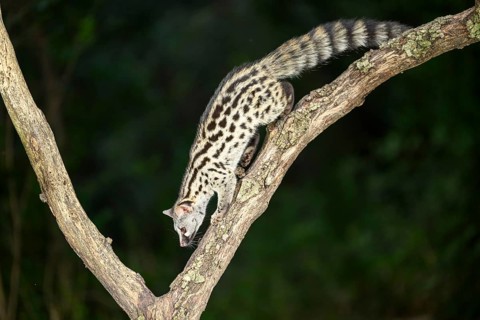 Common genet (Genetta genetta), climbing on a tree wildlife in a forest, Montseny National Park,