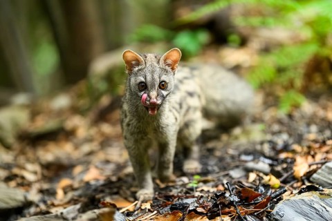 Common genet (Genetta genetta), cub wildlife in a forest, Montseny National Park, Catalonia, Spain,