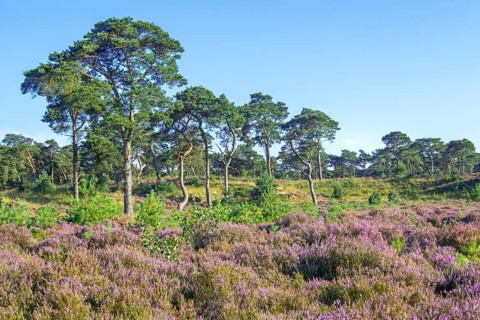 Scots pines and common heather blooming purple in the Grenspark Kalmthoutse Heide, Kalmthout Heath,