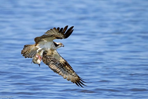 Western osprey (Pandion haliaetus) catching fish in its talons from water surface of lake in late