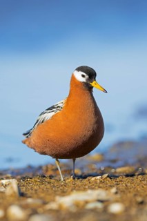 Red phalarope, grey phalarope (Phalaropus fulicarius, Tringa fulicaria) female in breeding plumage