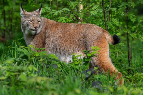 Hunting Eurasian lynx (Lynx lynx) looking back in brushwood of forest