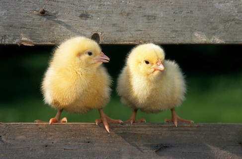 Two cute yellow chicks (Gallus gallus domesticus) sitting on fence at chicken farm at Easter