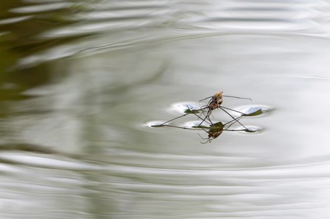 River skater (Aquarius najas, Gerris najas) couple, male paired with female, mating on water