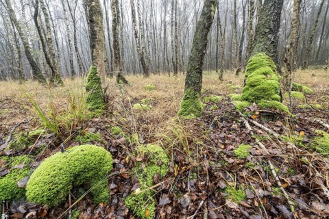 Fog in birch quarry forest (Betula pendula), Emsland, Lower Saxony, Germany, Europe
