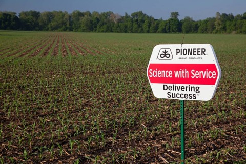Shelbyville, Indiana - A corn crop planted with hybrid seeds marketed by Pioneer Hi-Bred. Pioneer
