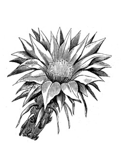 Cactus, flower of Echinopsis eyriesii, illustration from 1890, historical, digital reproduction of
