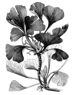 Ginkgo or Ginko, Ginkgo biloba, a tree species native to China, now planted worldwide, illustration