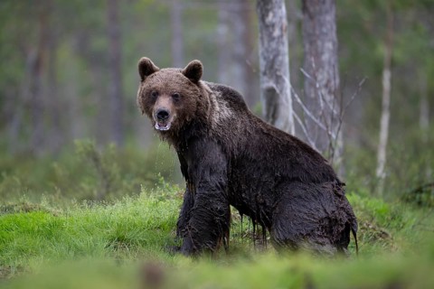 Brown bear (Ursus arctos) in the Finnish taiga, Kuusamo, Finland, Europe