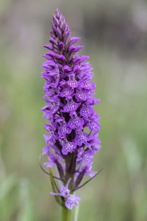 Southern marsh orchid (Dactylorhiza praetermissa), Emsland, Lower Saxony, Germany, Europe
