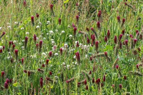 Incarnate clover (Trifolium incarnatum) and white clover (Trifolium repens), Emsland, Lower Saxony,