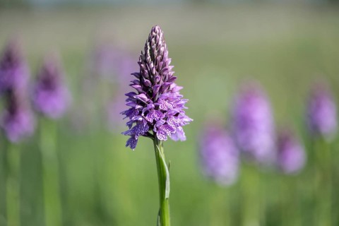 Southern marsh orchid (Dactylorhiza praetermissa), Emsland, Lower Saxony, Germany, Europe