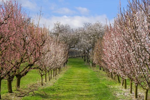 Blooming apricot and peach trees, Paudorf, Lower Austria, Austria, Europe