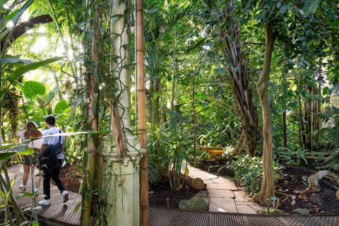Couple crossing path of stone slabs meandering through dense tropical plants, historic greenhouse,