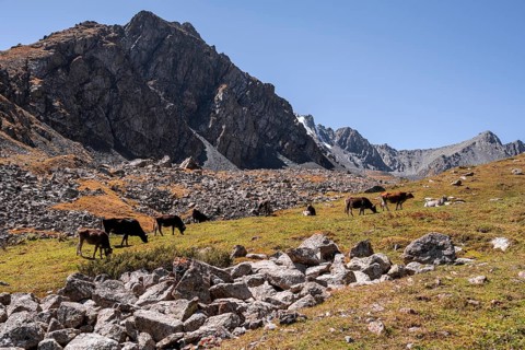 Cows, Keldike Valley on the way to the Ala Kul Pass, Tien Shan Mountains, Kyrgyzstan, Asia