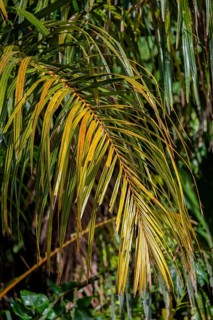 Palm tree, Details in the jungle, Dense vegetation, Tortuguero National Park, Costa Rica, Central