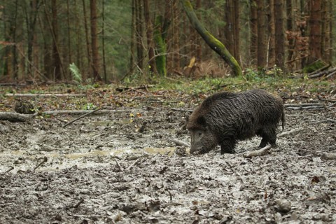 Wild boar (Sus scrofa) boar in the wallow, Allgäu, Bavaria, Germany, Allgäu, Bavaria, Germany,