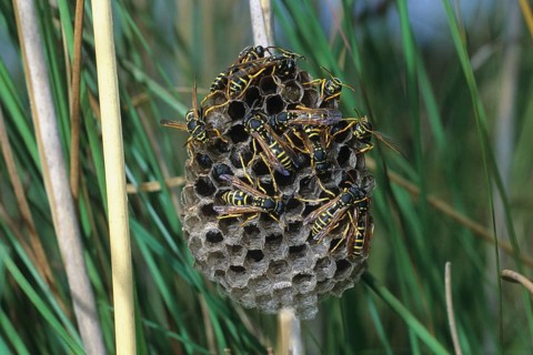 Field wasps (Polistinae) at the nest, Allgäu, Bavaria, Germany, Allgäu, Bavaria, Germany, Europe