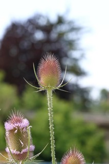 Wild teasel (Dipsacus fullonum), with flower wreath with bokeh in the background, Haiger, Hesse,
