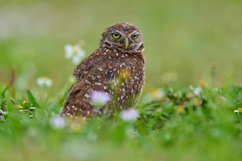 Burrowing owl (Speotyto cunicularia), sitting in a meadow, Pembroke Pines, Florida, USA, North
