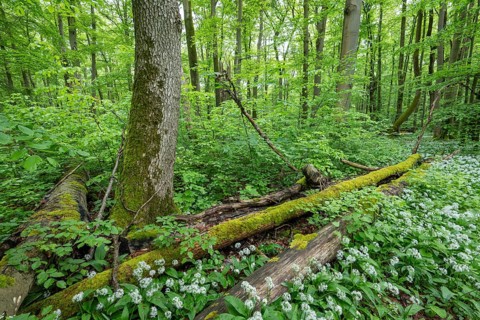 Near-natural deciduous forest with flowering wild garlic (Allium ursinum), deadwood overgrown with