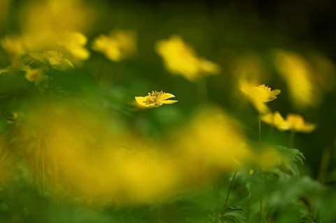 Yellow Anemone (Anemone ranunculoides), flowering, Switzerland, Europe