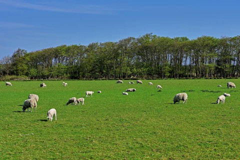 A group of domestic sheep (Ovis orientalis aries) in a meadow, Texel, Netherlands