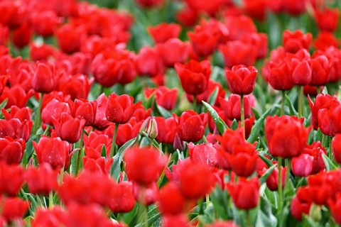 Red tulip flowers (Tulipa), Texel, North Holland, Netherlands