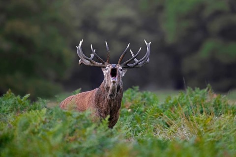 Red deer (Cervus elaphus) stag bellowing among bracken in woodland during the rut in autumn, fall