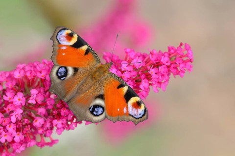 European peacock (Inachis io) sucking nectar on butterfly-bush (Buddleja davidii), butterfly bush,