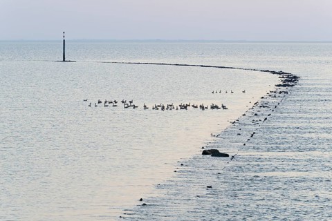 Evening mood at the North Sea, wild geese, Canada goose (Branta canadensis) swimming at a stone