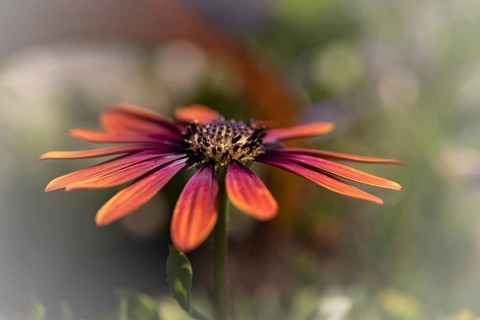 Gerbera orange red pink, macro, flower, background blurred with bokeh, green stem, Dortmund, North
