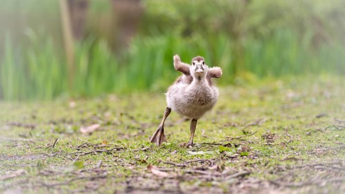 Nile goose chicks (Alopochen aegyptiaca) running in an augmented gait, stretching their not yet