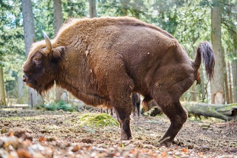 European bison (Bison bonasus) excretion of excrement in a forest in spring, Bavarian Forest,