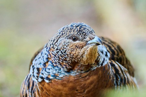 Western capercaillie (Tetrao urogallus) female (hen) portrait, Bavaria, Germany, Europe