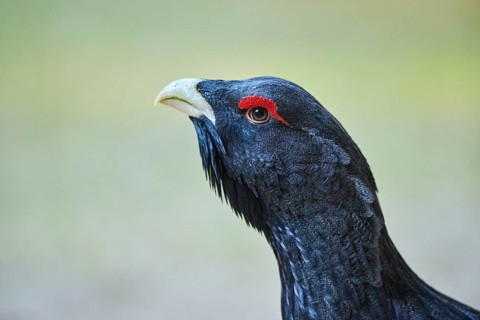 Western capercaillie (Tetrao urogallus) male (cock) portrait, Bavaria, Germany, Europe