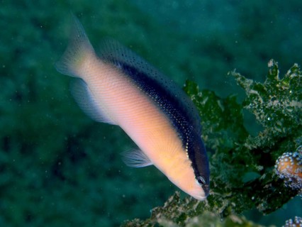 A fish with yellow and bluish colours, blackback dwarf perch (Pseudochromis perspicillatus), dwarf