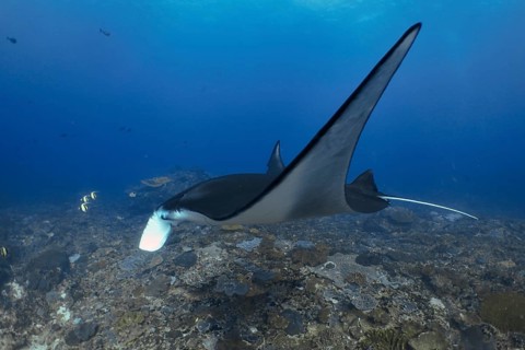 Majestic reef manta ray (Mobula alfredi) gliding over the seabed, dive site Manta Point, Nusa