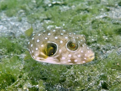 White-spotted pufferfish (Arothron hispidus) juvenile with bright spots swimming over green algae,