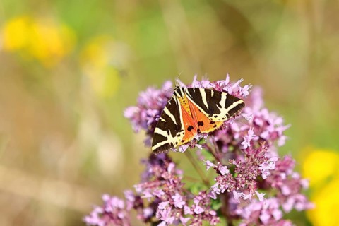 Jersey tiger or Spanish flag (Euplagia quadripunctaria), sucking nectar on Hemp agrimony