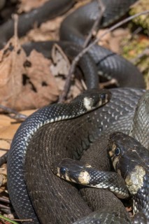 Grass snakes (Natrix natrix) warming themselves in the spring sun
