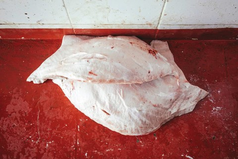 Camel fat, cutting up a slaughtered dromedary (camelus dromedarius), camel slaughter, Salalah