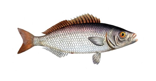 Fish, Fish, Fish genus from the snapper family Lutjanus chrysops, The Gold-Eye, Historical,