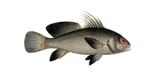 Fish, Fish, Corvina nigra, genus of the umber family, Sciaena nigra, black umber, Historic,