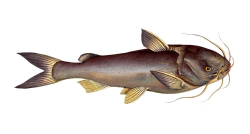 Fish, Fish, Genus of fish from the family of the true catfishes within the order of the catfishes,