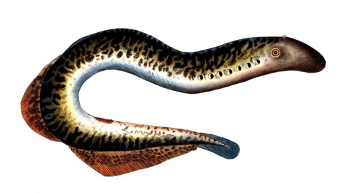 Fish, Fish, Petromizon marinus, Sea lamprey, Historical, digitally restored reproduction from a